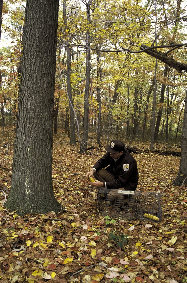 Setting Trap for Delmarva Fox Squirrel