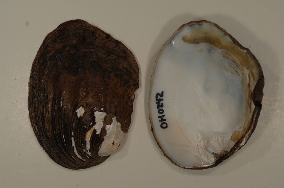 Amblema plicata-1