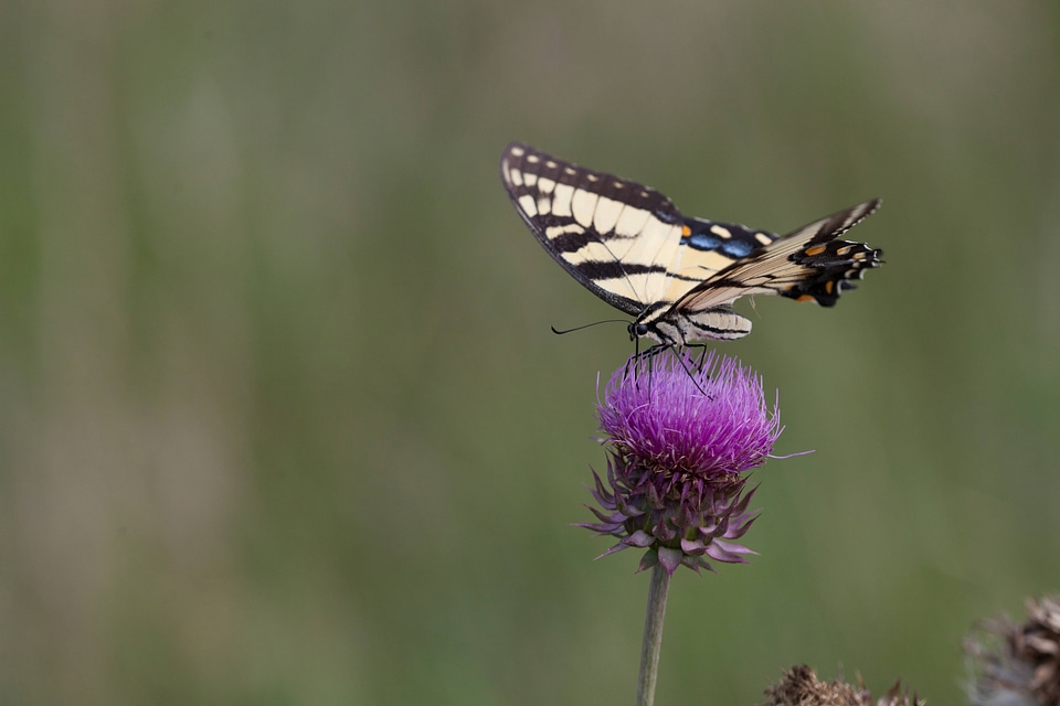 Eastern Tiger Swallowtail-1