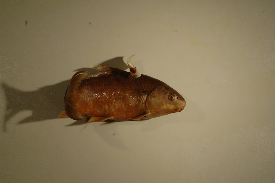 Carpiodes carpio-2