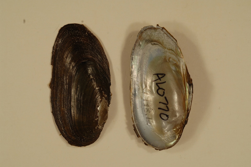 Elliptio arctata-3