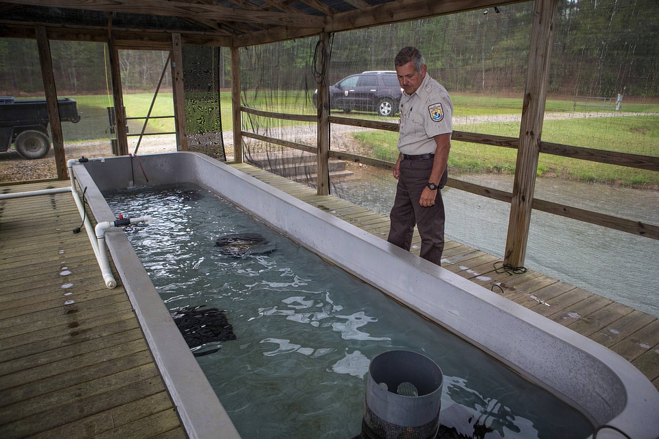 Smallmouth bass propagation at Warm Springs Hatchery-2