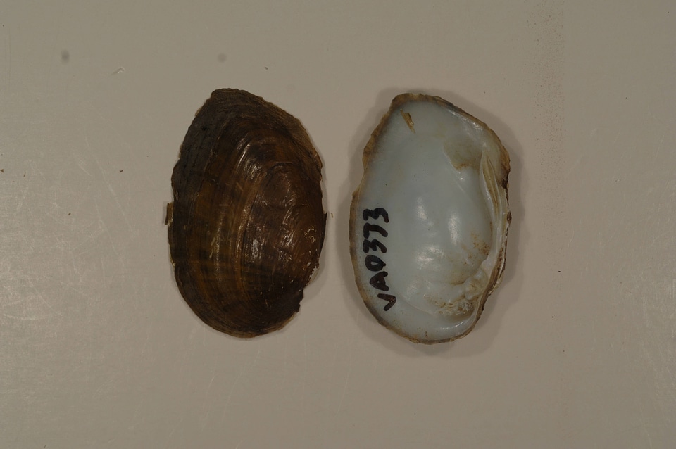 Ortmanniana ligamentina-1