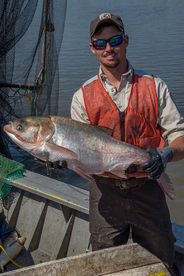 Crew member on The Magna Carpa, capturing Silver carp-2