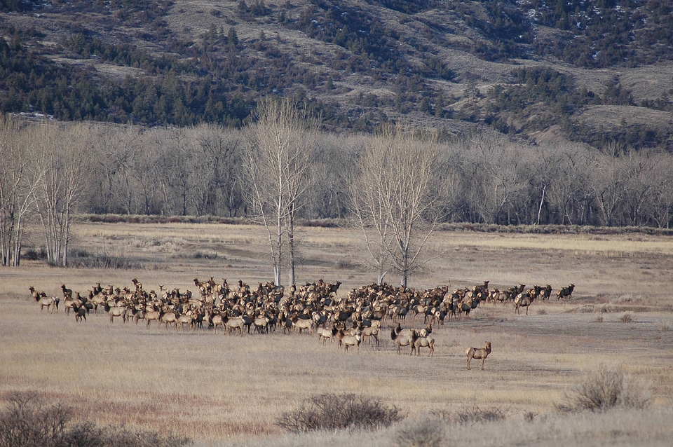 Rocky Mountain elk herd in a field of Winter Cottonwoods-2