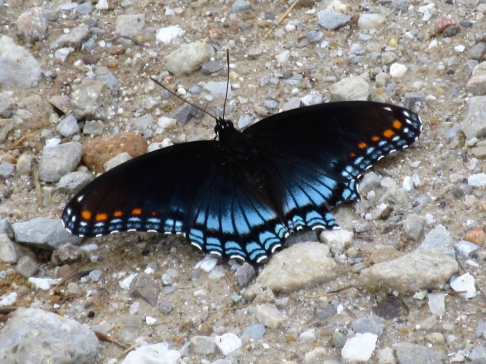Red-spotted Purple Butterfly-1