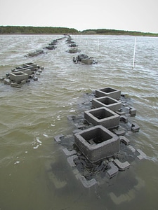 Oyster castles provide habitat for oysters
