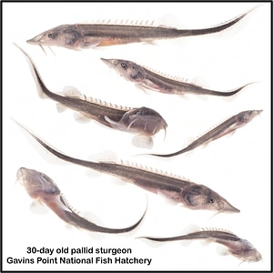 Pallid sturgeon fry 