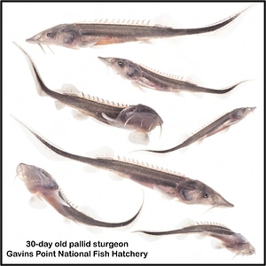 Pallid sturgeon fry photo