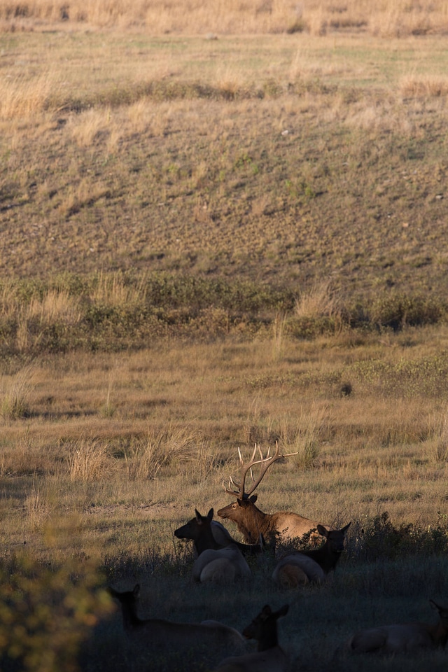 Elk cow and bull in evening light-1