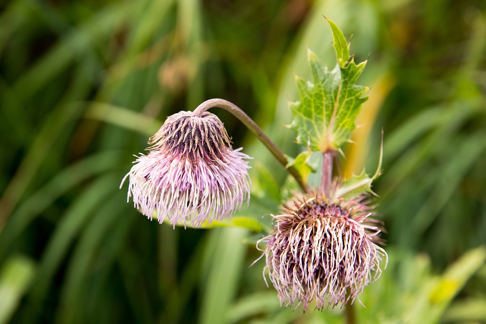 Kamchatka thistle, Attu