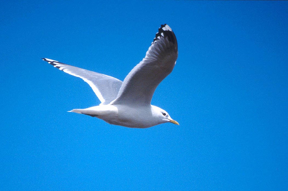 Mew gull in flight
