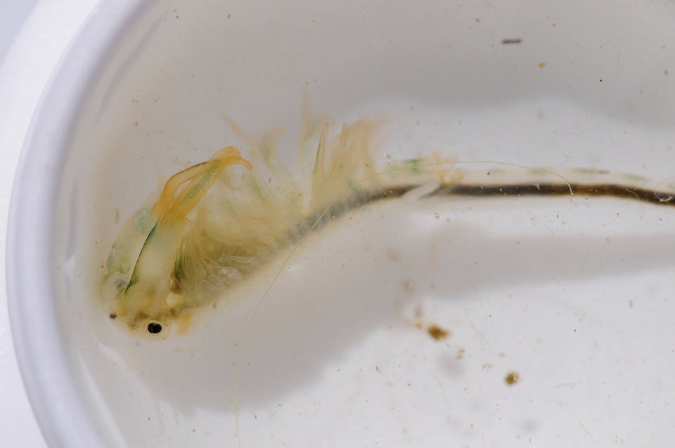Vernal Pool fairy shrimp
