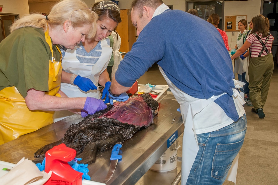 Marine Mammal Stranding Course at NCTC-3