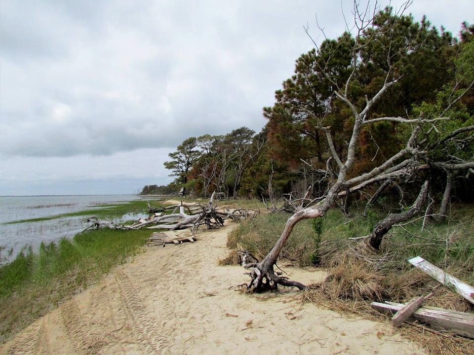 Debris and trees weakend by salt spray and Winter Storm Jonathan