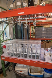 Mussel propagation equipment-3