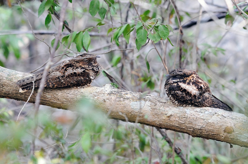 Puerto Rican nightjar-3