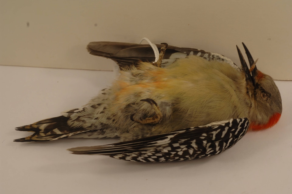 Melanerpes carolinus-4
