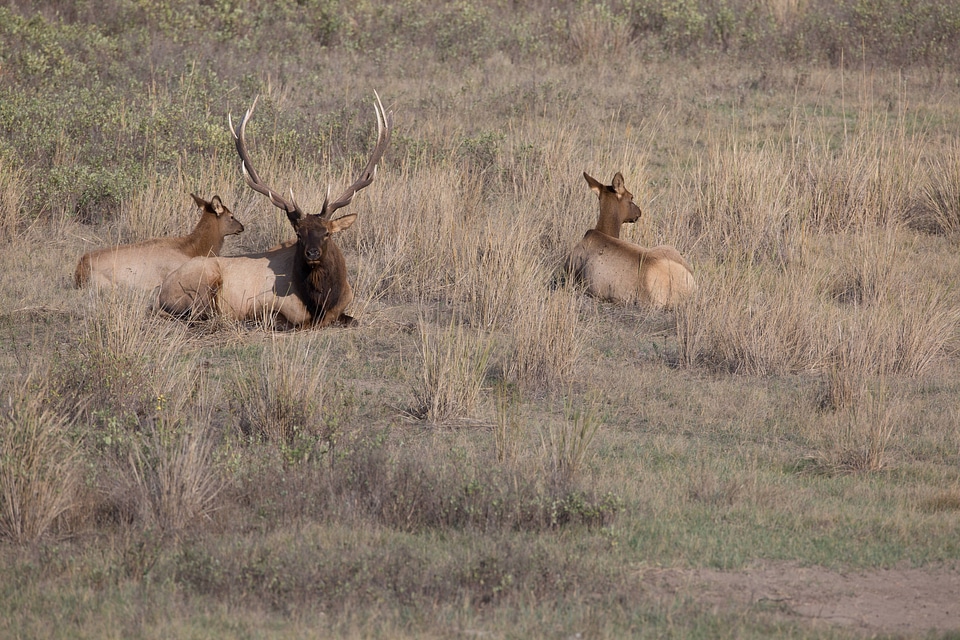 Bull Elk laying in grass-1