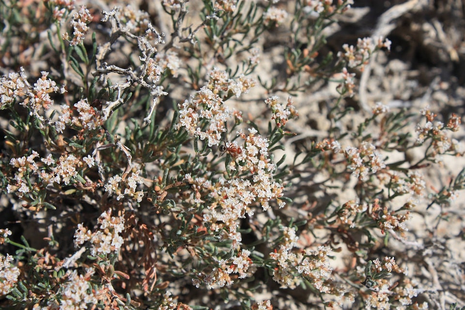 clay-loving wild buckwheat-2