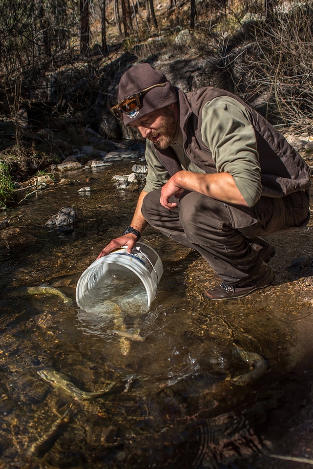 Biologist stocks Gila trout in Mineral Creek-4