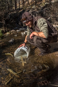Biologist stocks Gila trout in Mineral Creek-4