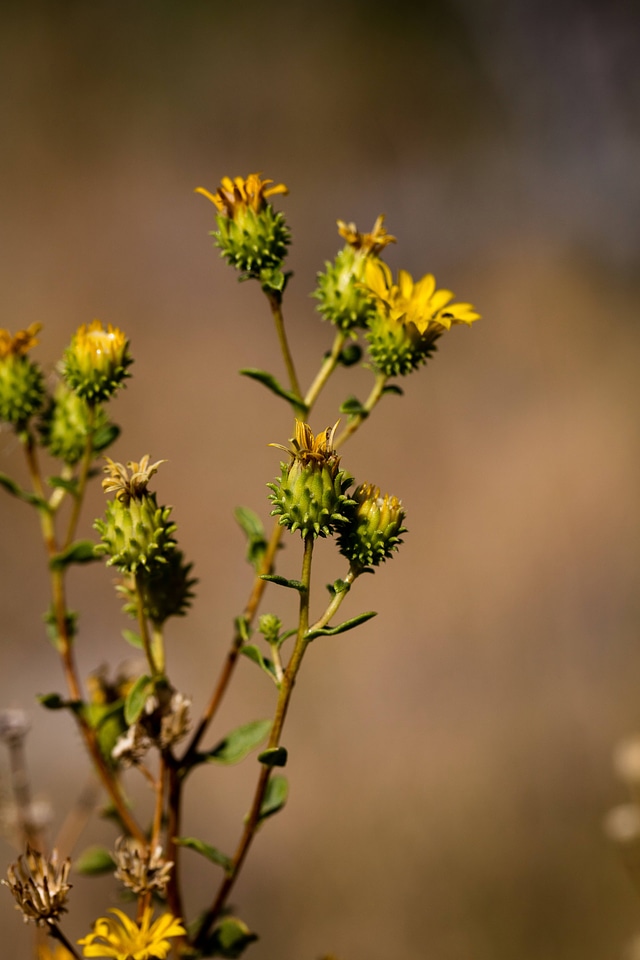 Ash Meadows gumplant-5