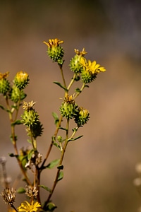 Ash Meadows gumplant-5