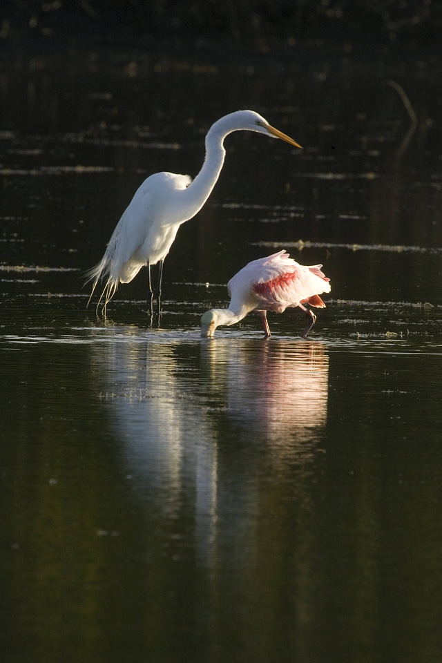 Great Egret and Roseate Spoonbill