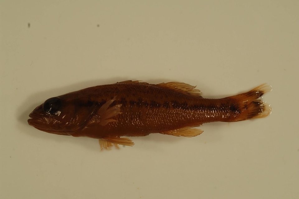 Micropterus salmoides-1