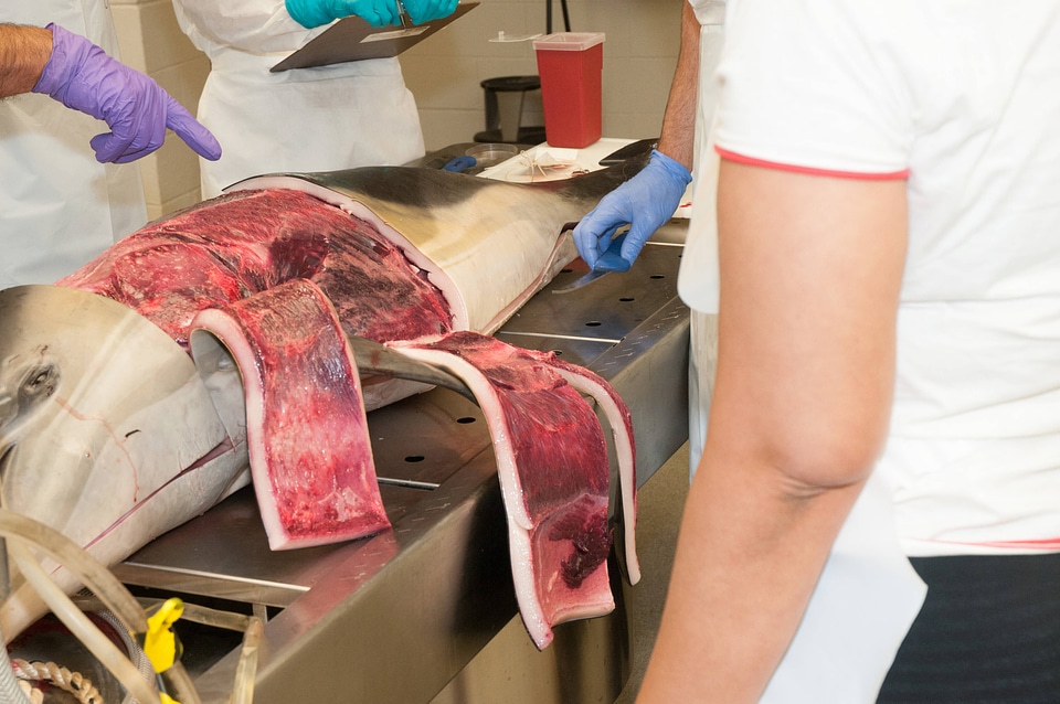 Marine Mammal Stranding Course at NCTC-1