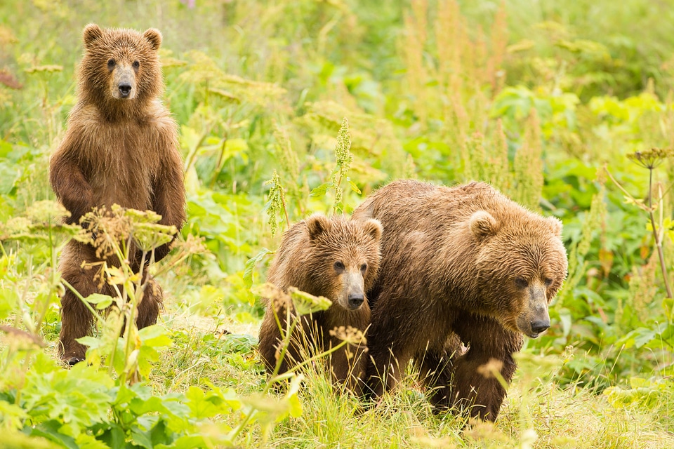 Kodiak brown bear with cubs-2