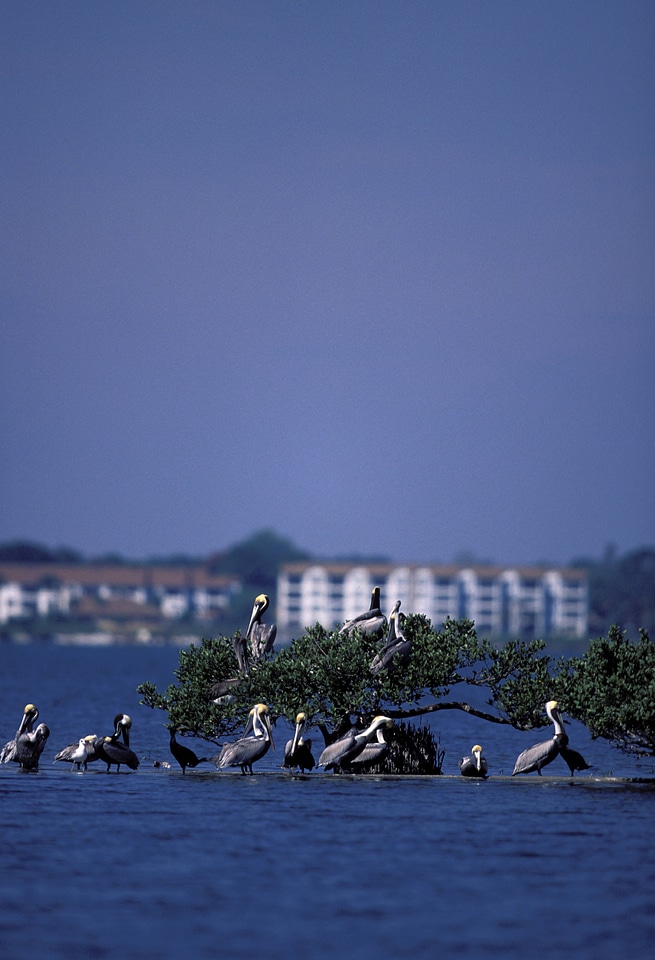 Pelican Island National Wildlife Refuge