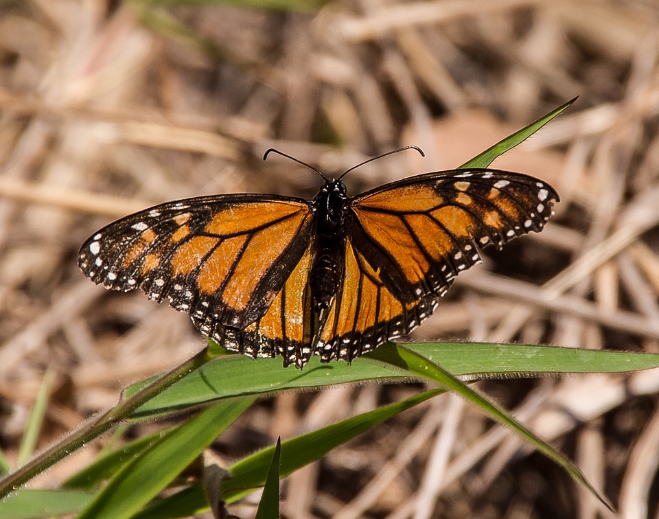 Orange black pattern