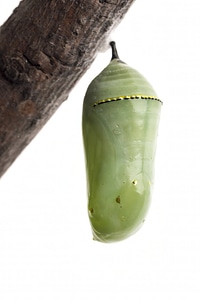 Monarch chrysalis -3