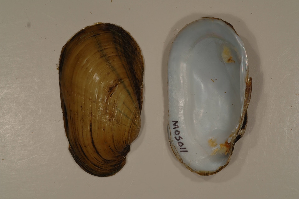 Lampsilis siliquoidea-1