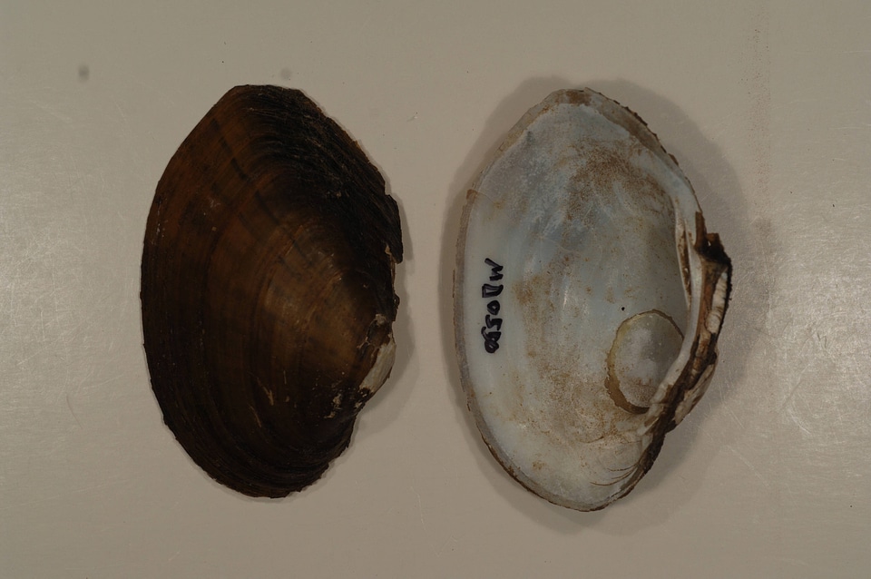 Lampsilis radiata-2
