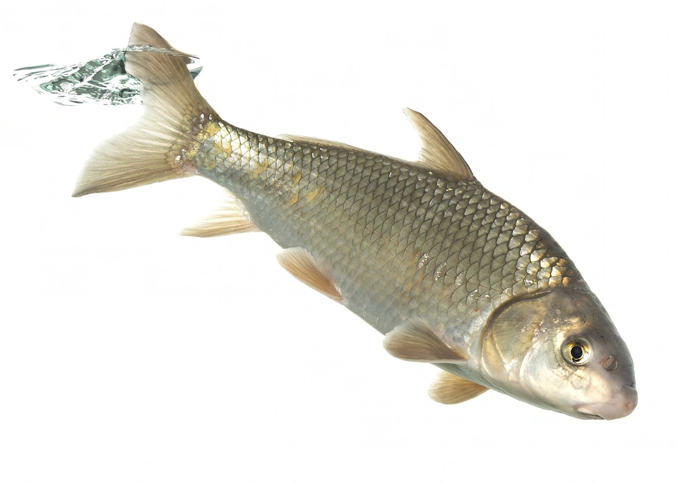 Quillback carpsucker-1