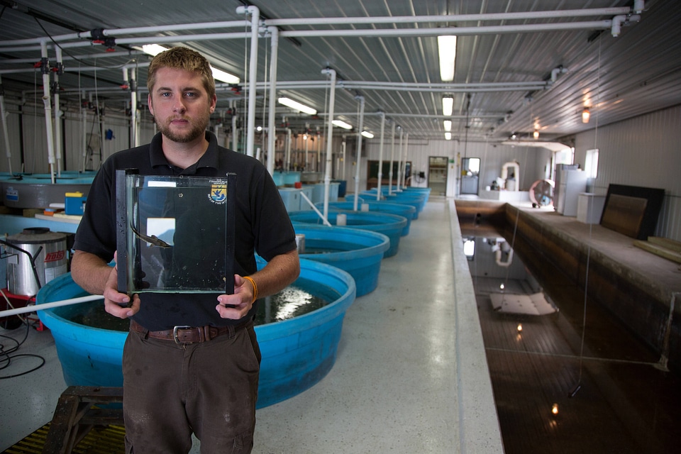 Biologist holds Lake sturgeon in small tank-1