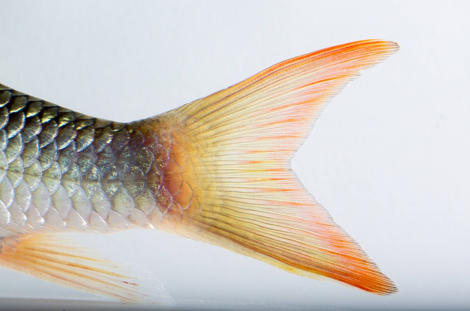 Sicklefin Redhorse tail-1