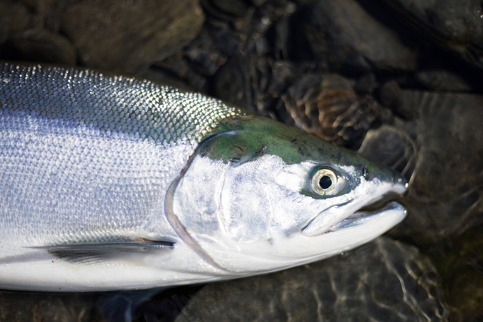 Sockeye salmon-1