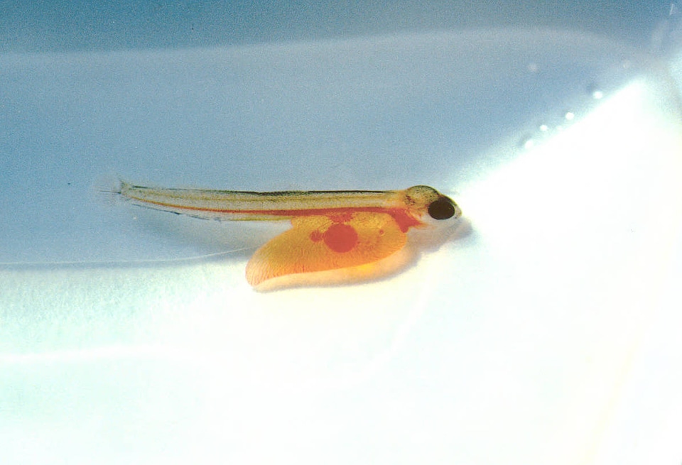 Atlantic salmon sac fry
