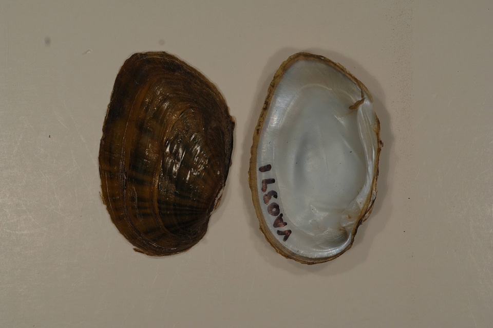 Ortmanniana ligamentina-2