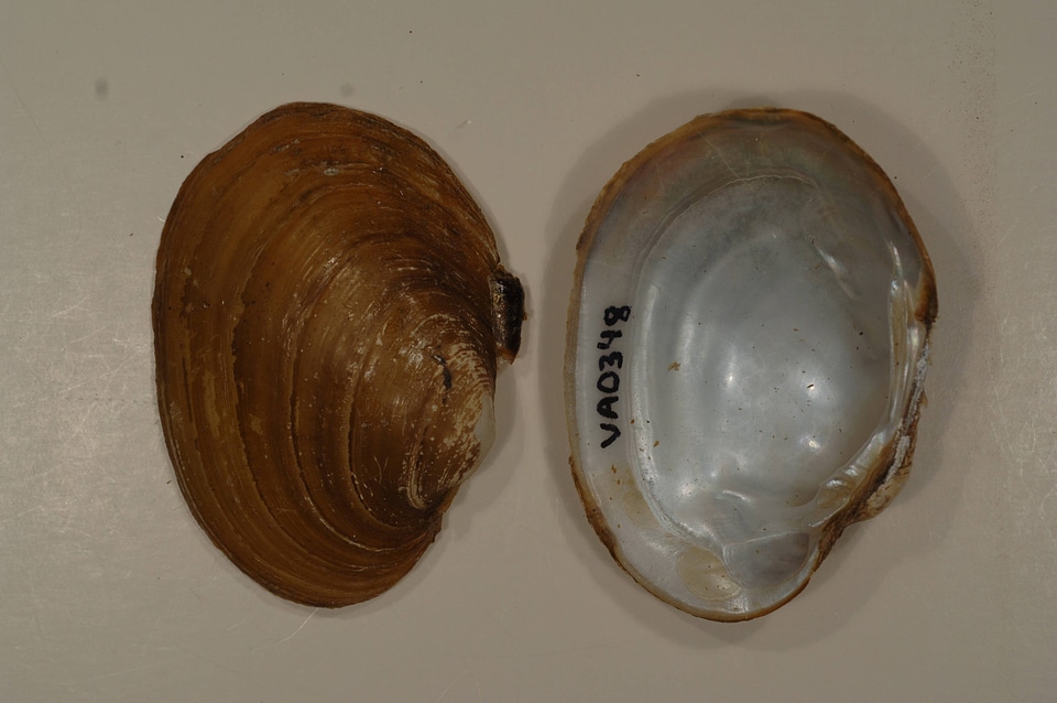 Lampsilis ovata-1