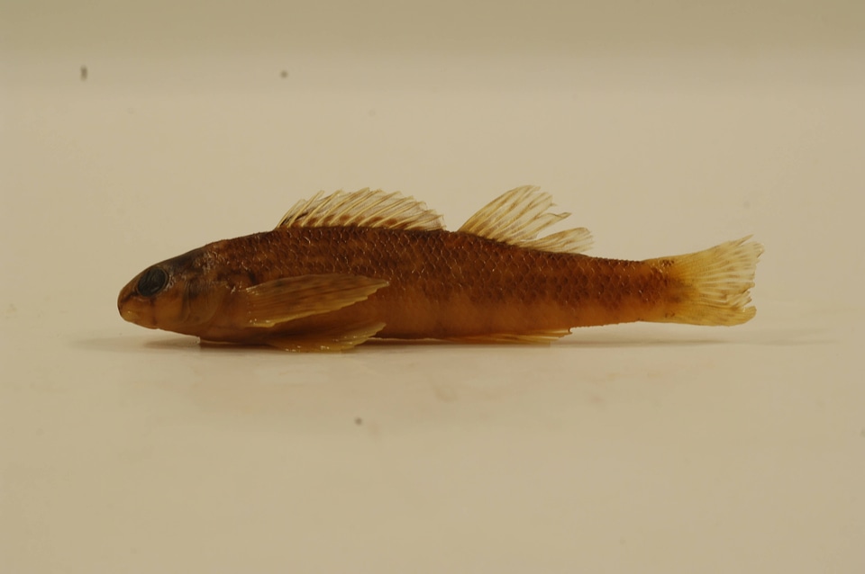 Etheostoma zonale-2