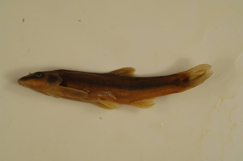 Rhinichthys cataractae-4