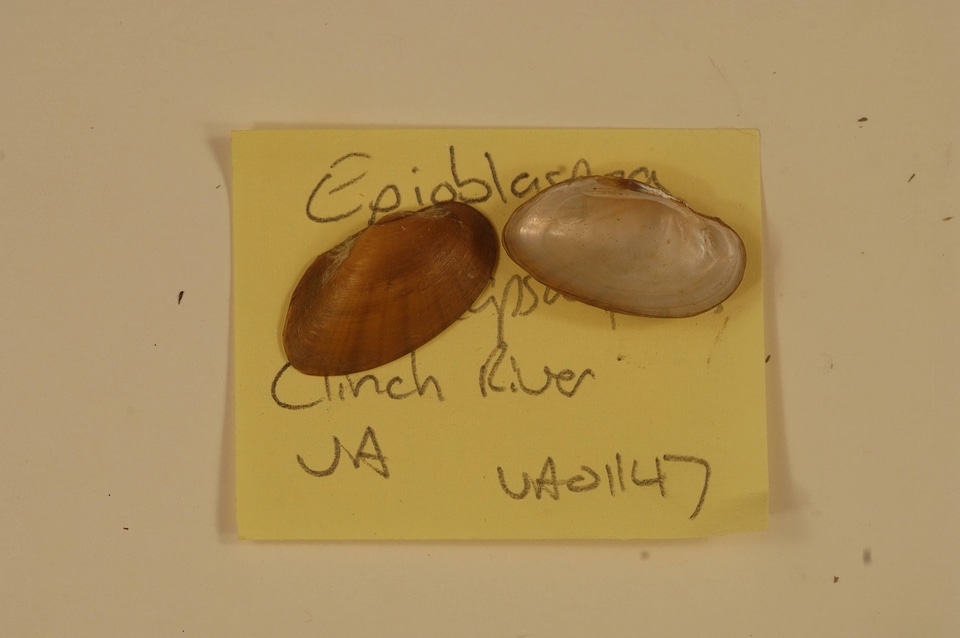 Epioblasma capsaeformis-1