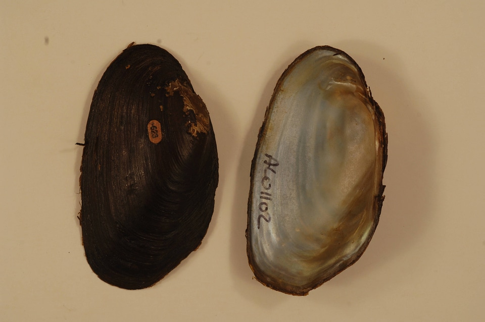 Strophitus connasaugaensis-4