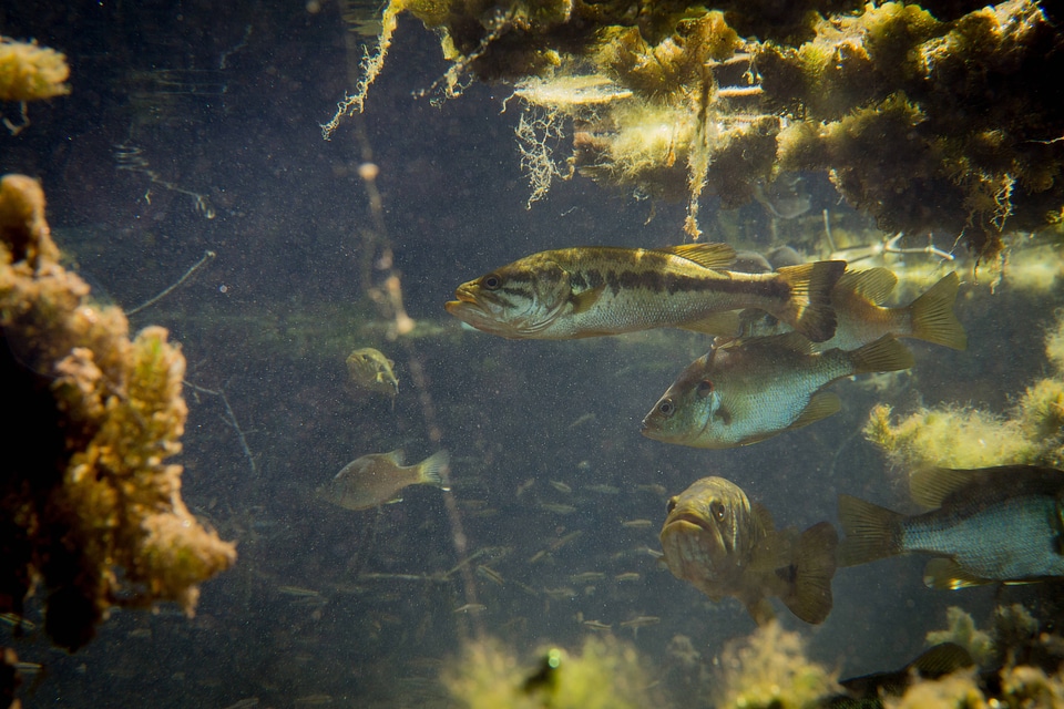 Largemouth bass and sunfish shelter under vegetation