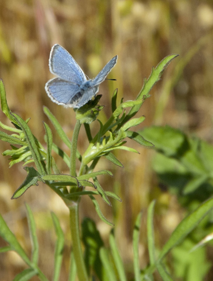 Mission Blue butterfly-1